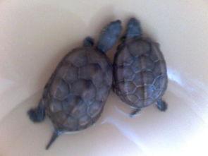 两只乌龟图片,跨越时空的邂逅